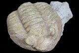 Uncommon, Asaphus bottnicus Trilobite - Russia #74672-2